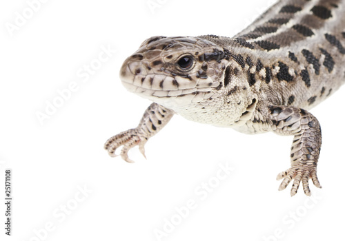 Brown lizard isolated on white background