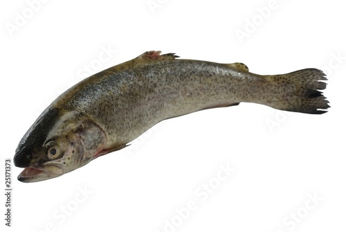 fresh trout