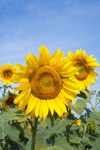 Ripe bright sunflower growi...