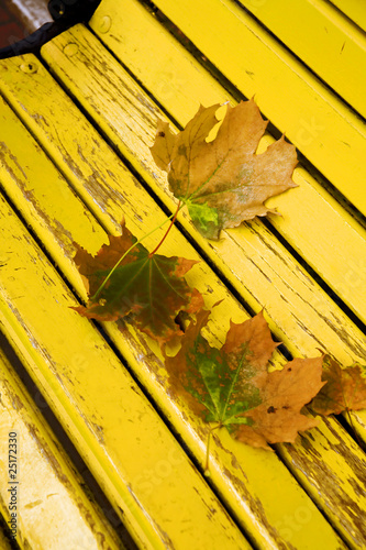 Maple leaves lie on a woode...