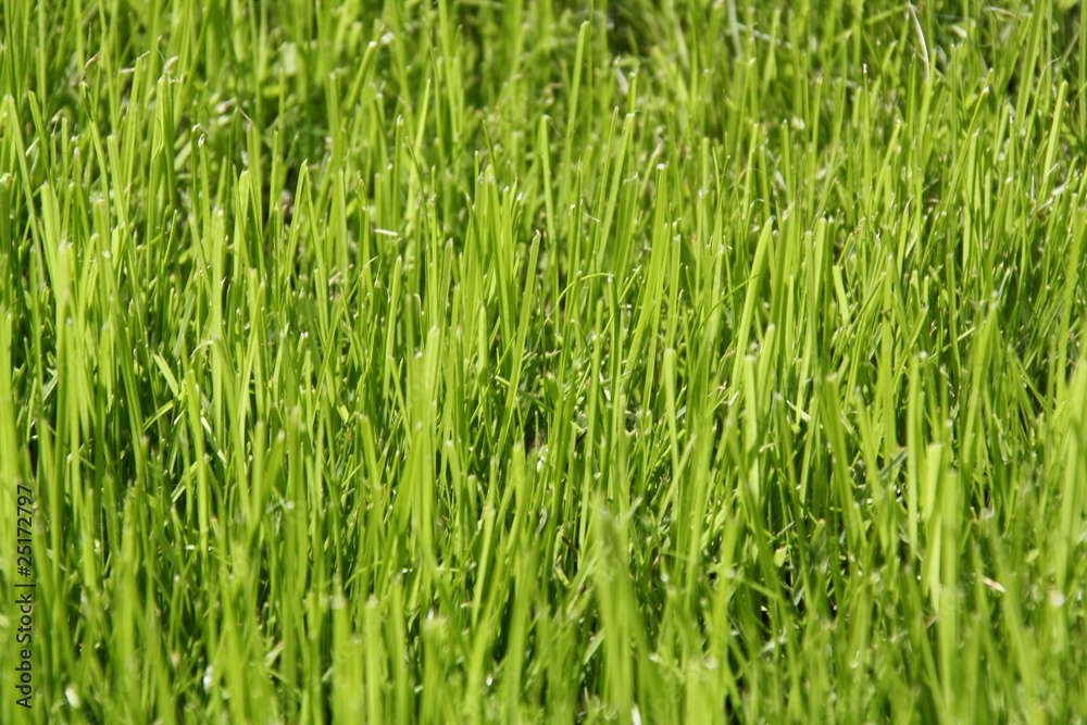 Gras 1 Gras 1