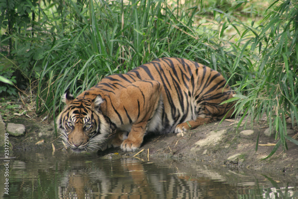 Fototapeta premium Sumatra Tiger