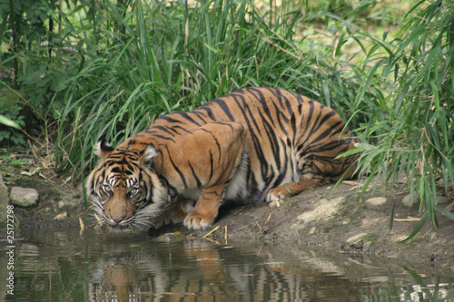 Sumatra Tiger