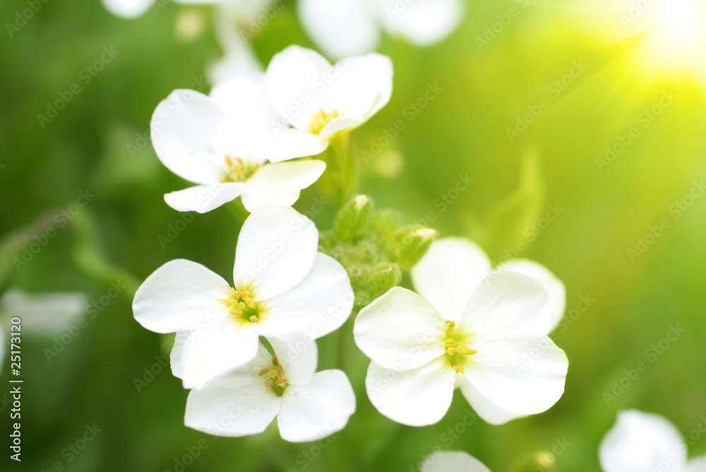 White flowers