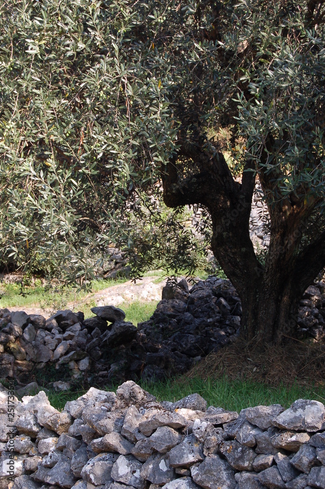 Stone walls with olive tree