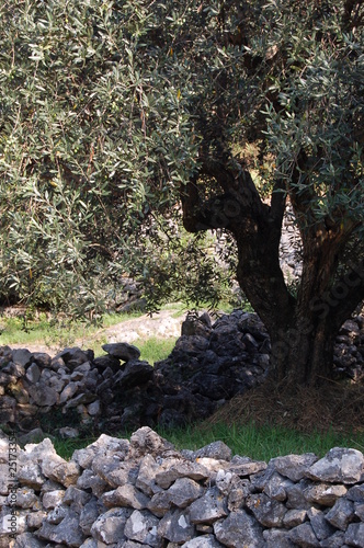 Stone walls with olive tree © maljalen