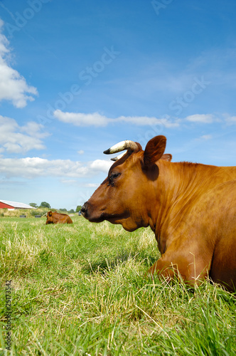 Cow resting on green field © Lars Christensen