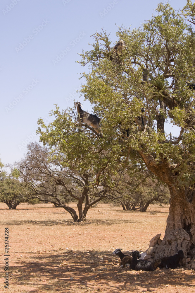 Tree Climbing Goats