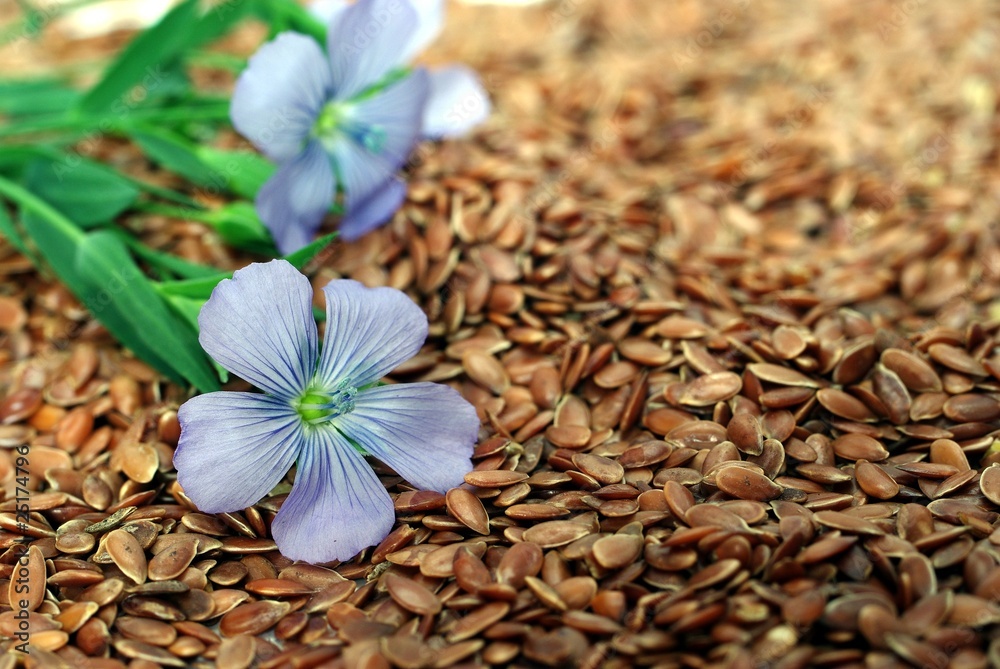 flax from blue flowers on seeds - obrazy, fototapety, plakaty 