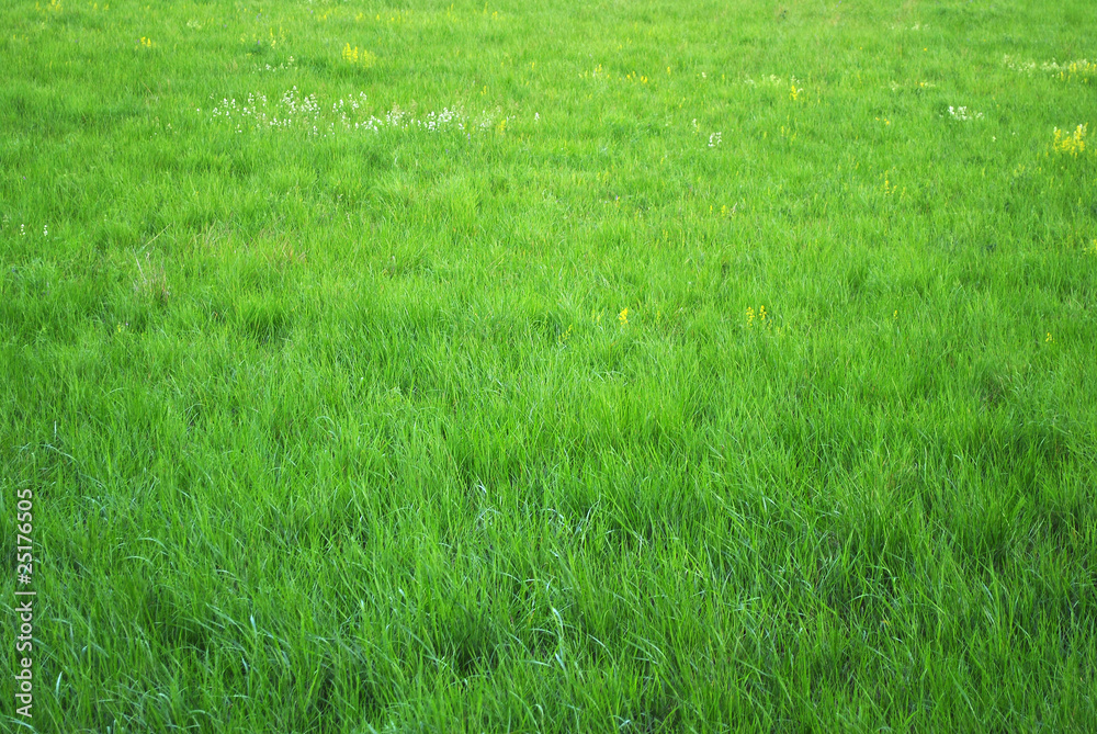 Schöne grüne Wiese Schöne grüne Wiese