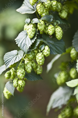 Hopfen photo