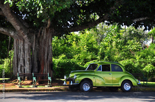 Car and tree