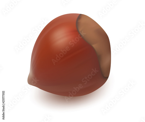 Hazelnut vector illustration.