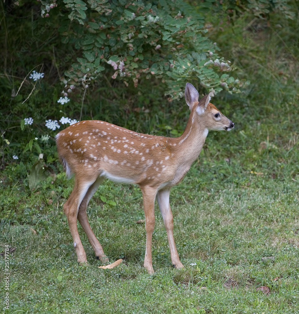 Overcast day fawn Overcast day fawn