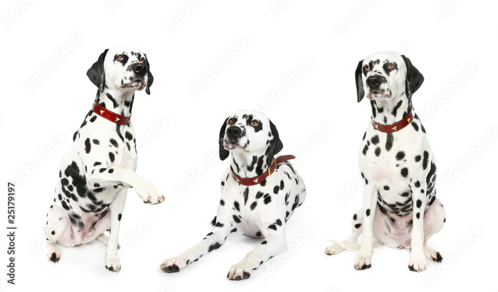 Three  dalmatian puppy in front