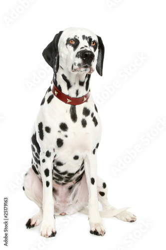 Dalmatian puppy in front