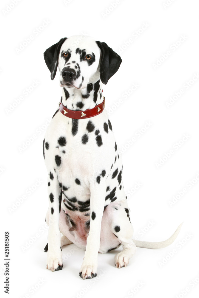 Dalmatian puppy in front