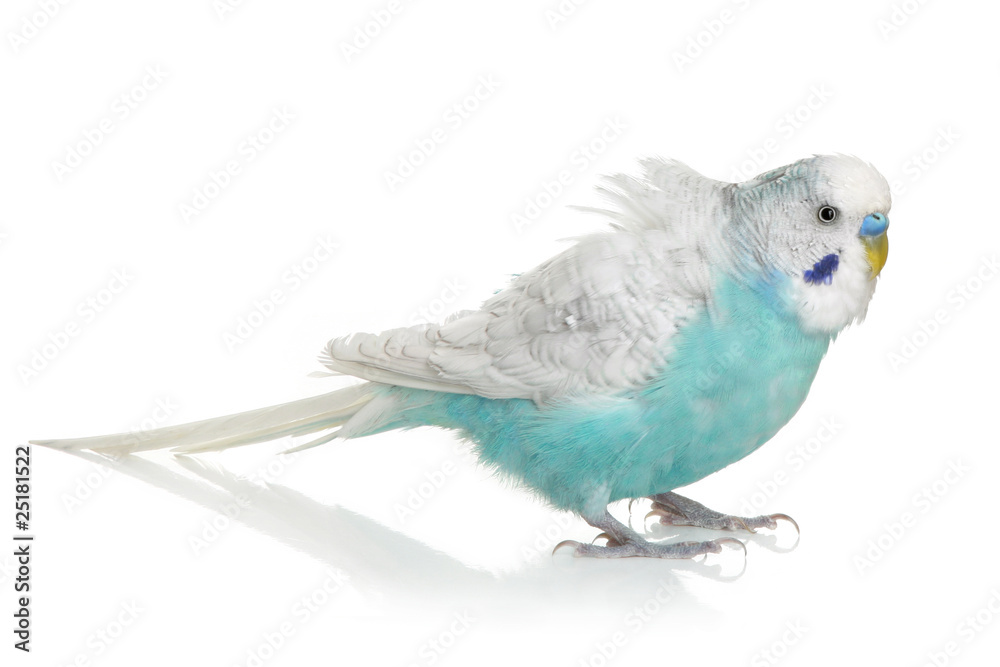 Fototapeta premium Blue Budgerigar on white background