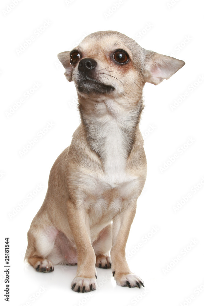 Chihuahua sitting on a white background Chihuahua sitting on a white background