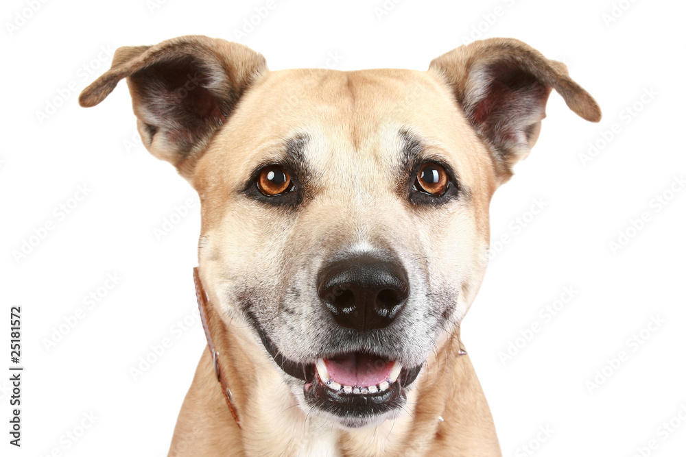 Staffordshire terrier dog on a white background