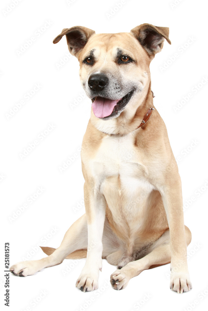 dog  in front of a white background