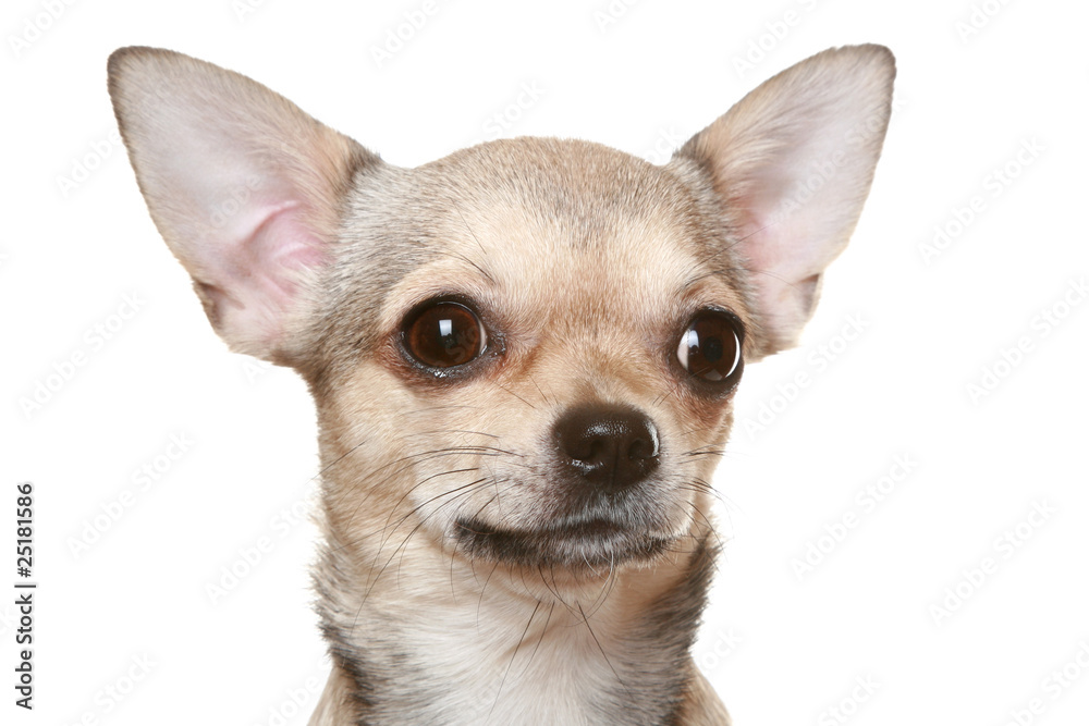 Chihuahua in front of a white background Chihuahua in front of a white background