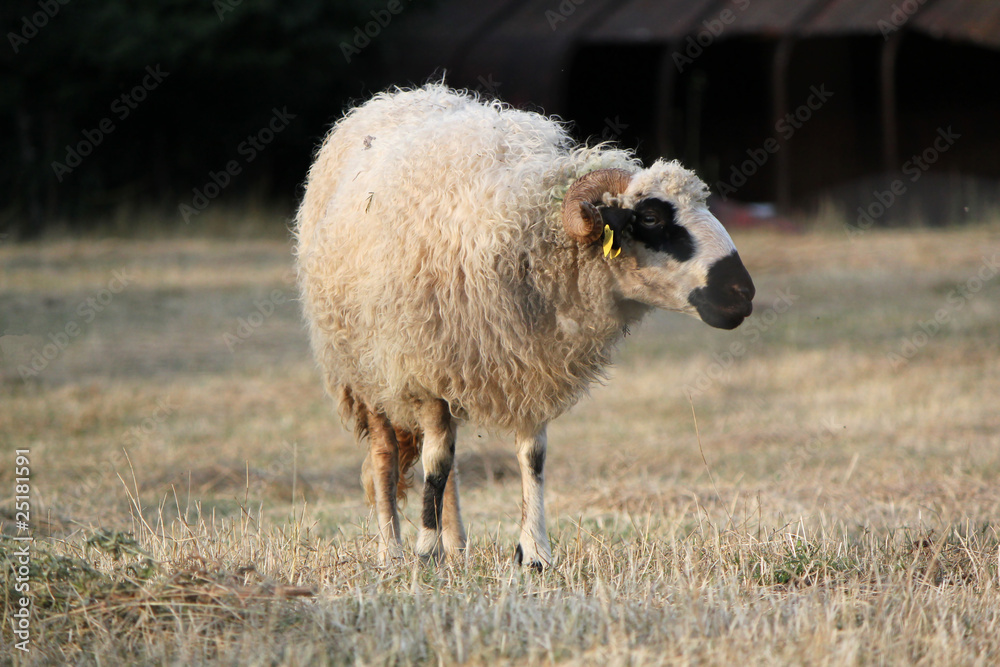 Obraz premium Ram in a meadow