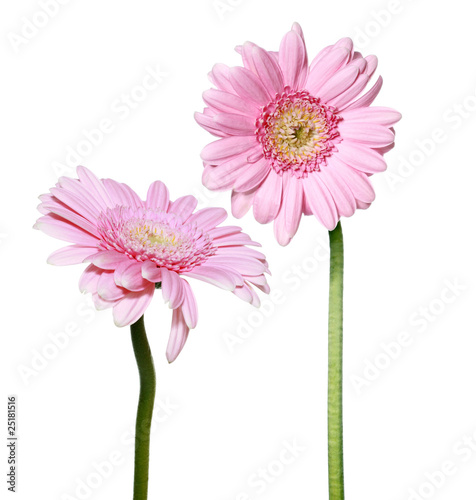 Two pink gerbera daisy flowers