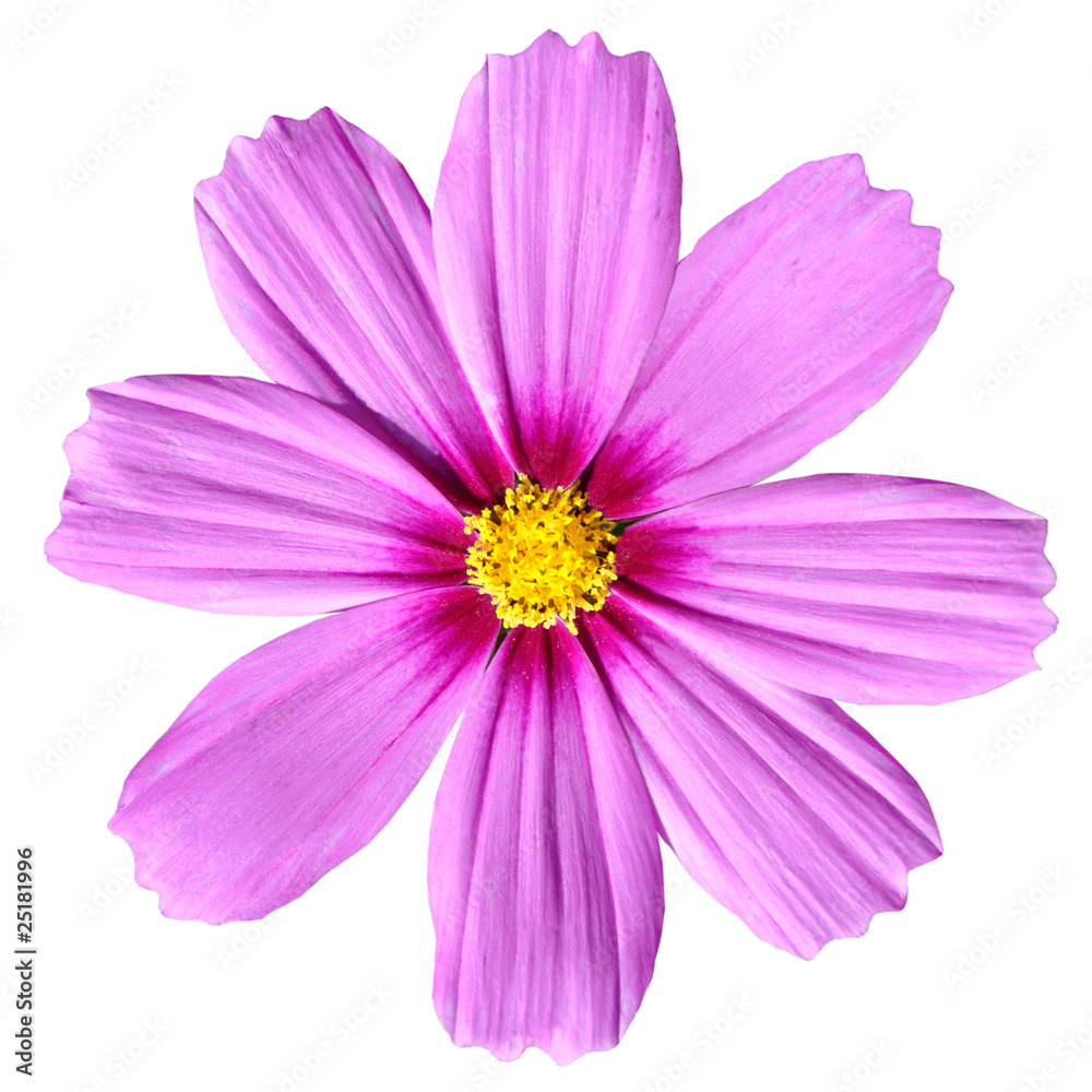 Pink Cosmea Rose. Beautiful Cosmos Flower isolated