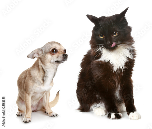 Fototapeta Naklejka Na Ścianę i Meble -  Puppy and Kitten