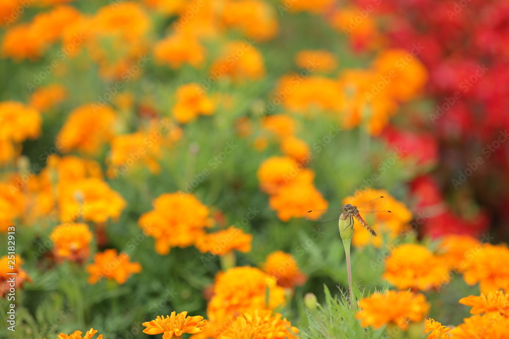 Calendula and Red Dragonfly