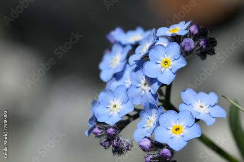 Alpine flowers