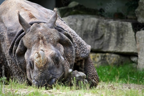 nashorn photo