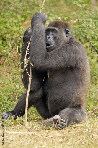 Gorille © Pascal Martin