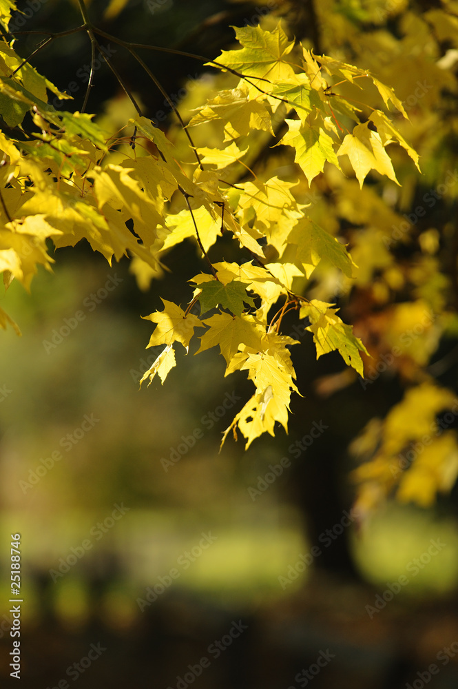 backlit autumn leaves soft focus background backlit autumn leaves soft focus background