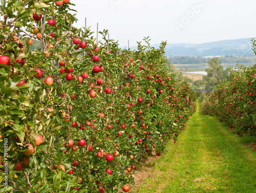 Apple garden © swisshippo