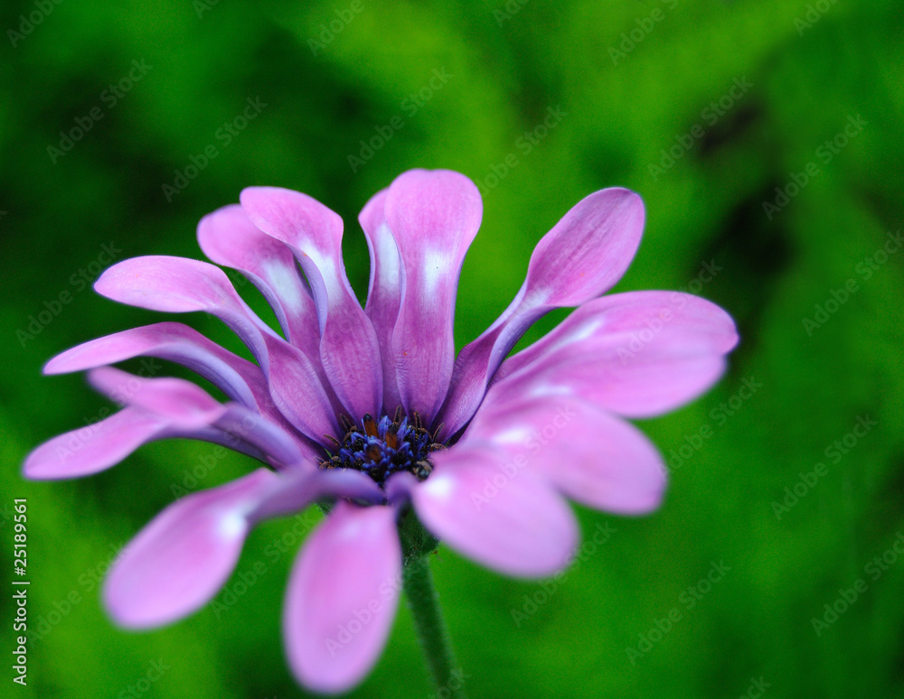Fleur 16 Fleur 16
