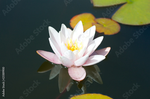 Water lily