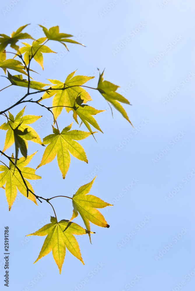 The maple leaves The maple leaves