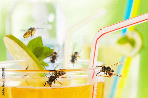 yellow jackets at drinking glass with apple spritzer  02