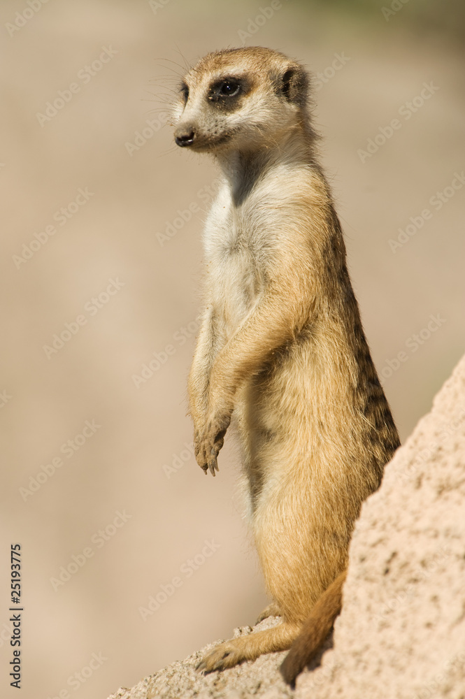 Suricata standing on a rock. Suricata standing on a rock.
