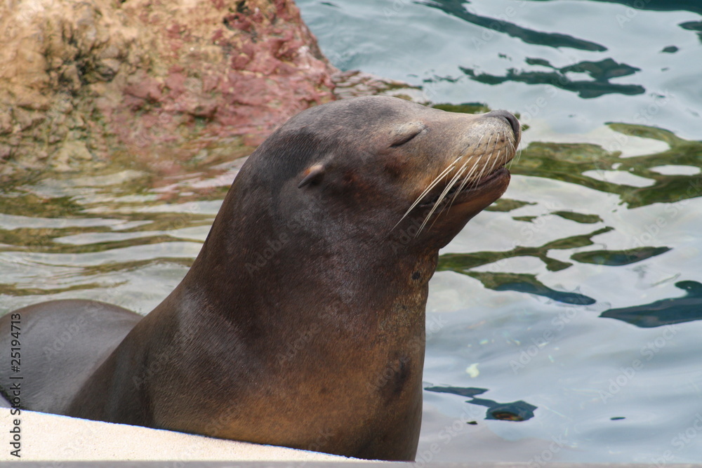 Naklejka premium Leon marino.