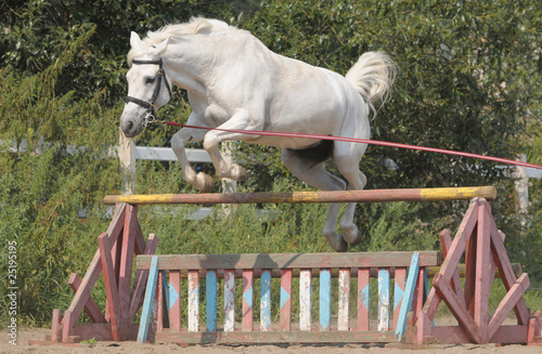 The horse jumps