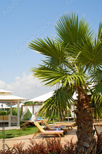 Palm tree against the sky and umbrellas