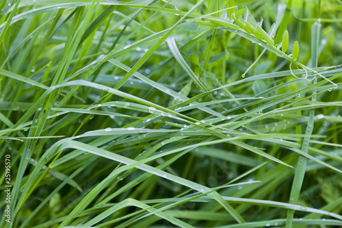 Grass with dew drops