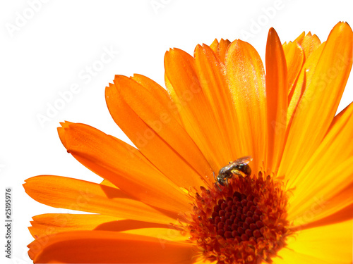 Insekt auf einer Ringelblume