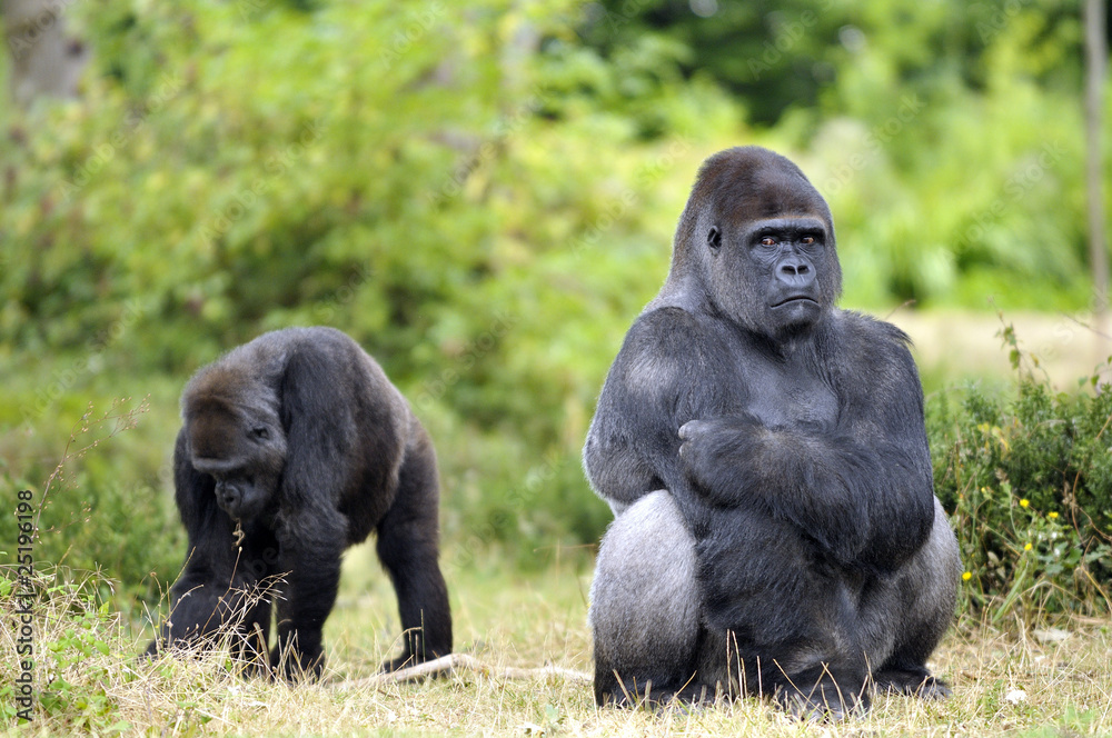 Gorille "dos argenté" et sa femelle Photos Adobe Stock