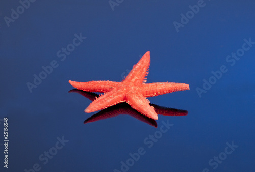 Starfish © Szerdahelyi Adam