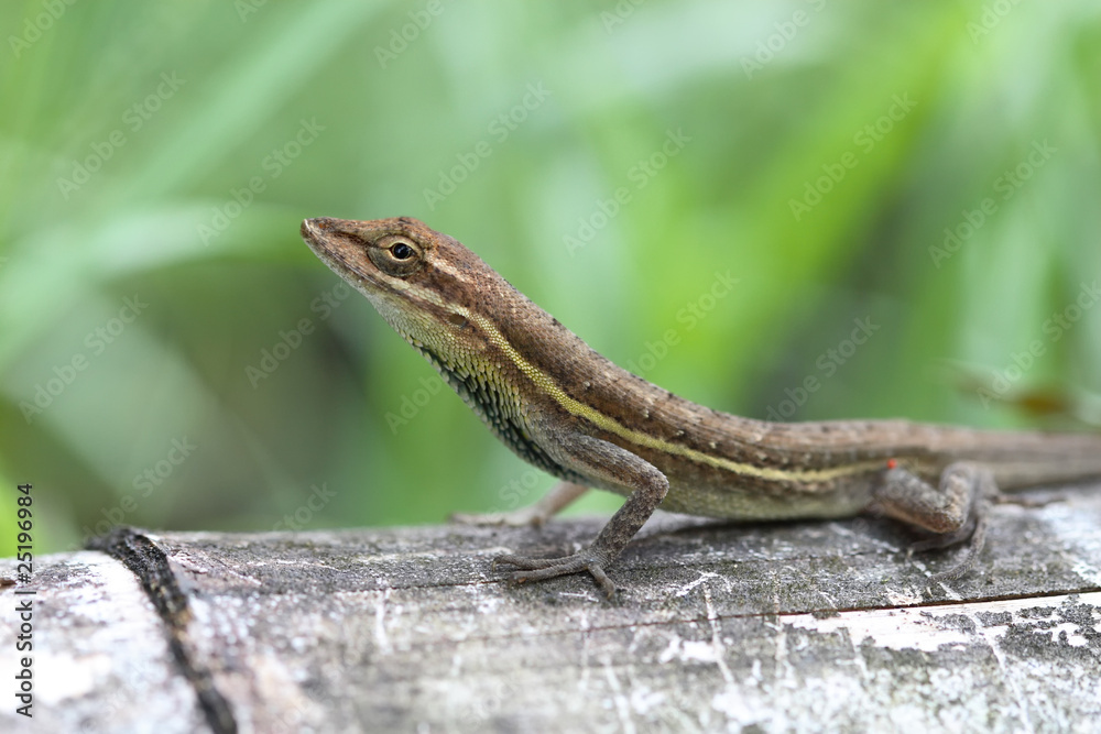 Anolis auratus - (Polychrotidae sauria) Anolis auratus - (Polychrotidae sauria)