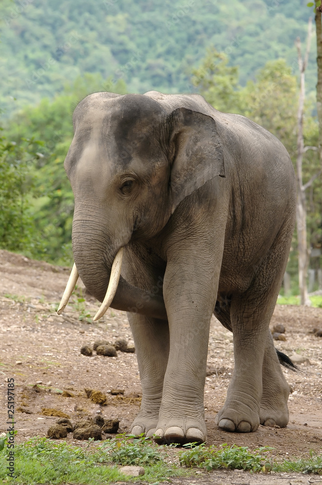 Obraz premium asia elephant